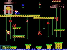 Image in-game du jeu Super DK! Junior sur Coleco Industries Colecovision