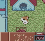 Image in-game du jeu Tottoko Hamtaro - Tomodachi Daisakusen Dechu sur Nintendo Game Boy Color