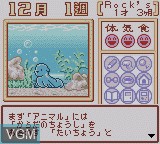 Image in-game du jeu Animal Breeder 3 sur Nintendo Game Boy Color