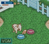 Image in-game du jeu Nakayoshi Pet Series 3 - Kawaii Koinu sur Nintendo Game Boy Color