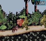 Image in-game du jeu Donkey Kong Country sur Nintendo Game Boy Color
