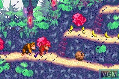 Image in-game du jeu Donkey Kong Country sur Nintendo GameBoy Advance